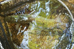 Jezero-Javorniski-rovt5